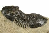 Bargain Paralejurus Trilobite Fossils - 2 to 3" - Photo 7